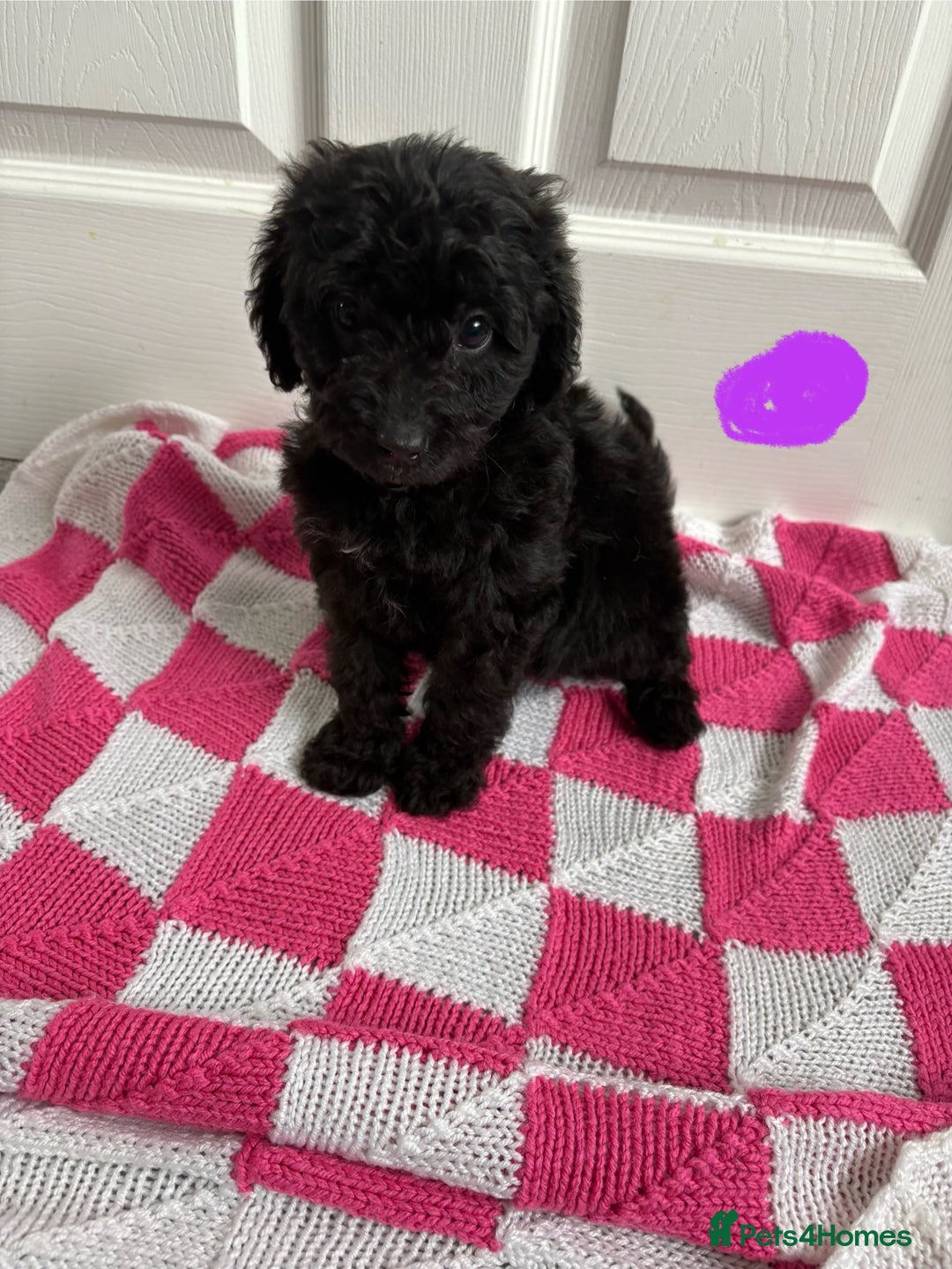 Cavapoo dogs for sale: Beautiful Cavapoos - Image 5