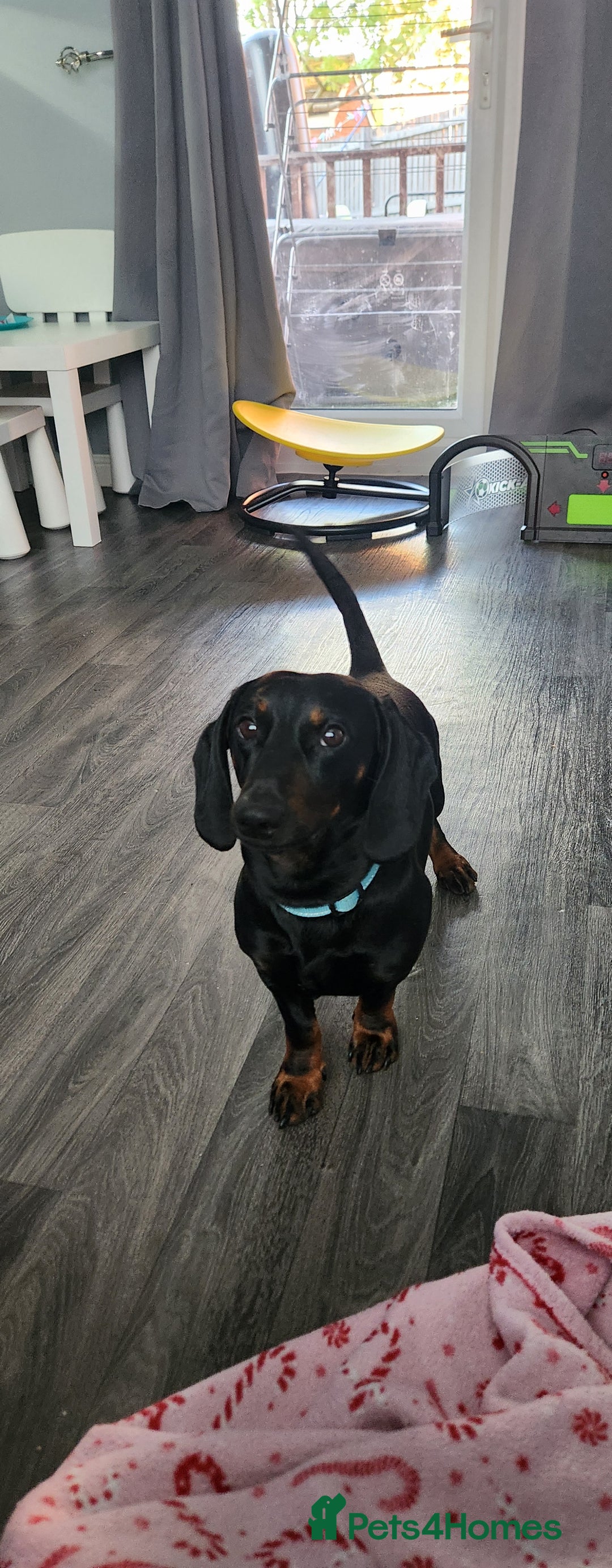 Mixed Breed dogs for sale: Male dacshund  - Image 7