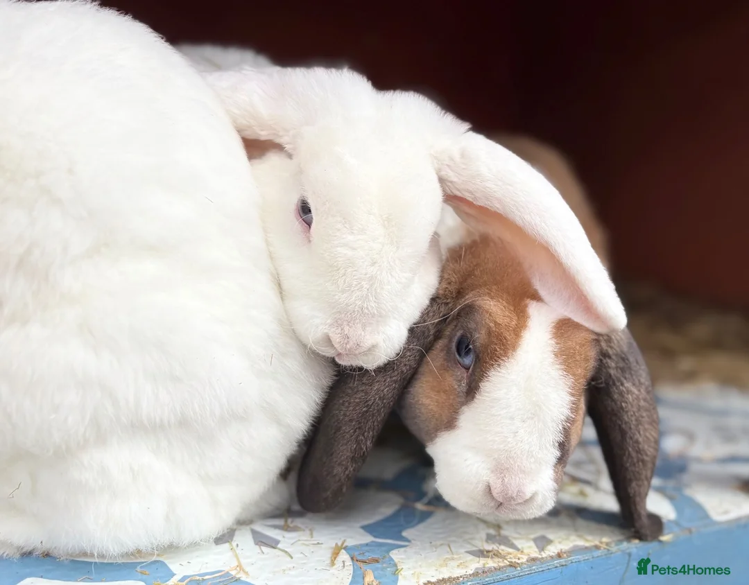 Mini Lop rabbits for sale: Very friendly Mini Plush Lops - Advert 2