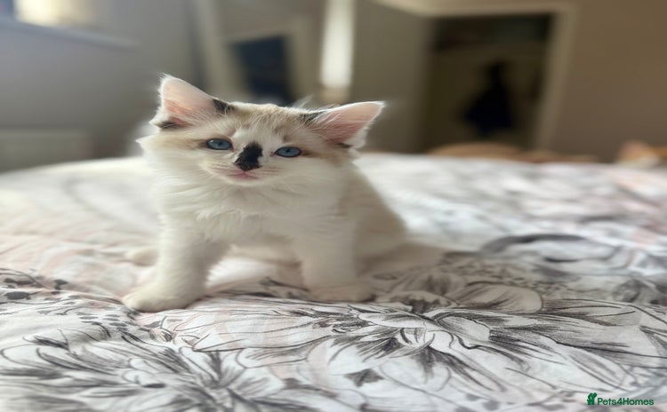 Ragdoll cats - Advert 3