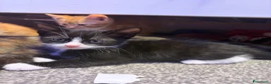 Mixed Breed Kitten 1