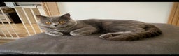 British Shorthair cats for sale: Sunning BSH kittens - ready for  **   - Advert 18