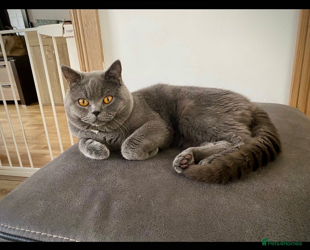 British Shorthair cats for sale: Sunning BSH kittens - ready for  **   - Advert 18