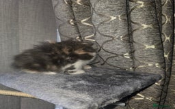 Mixed Breed cats for sale: Mix breed kittens  - Image 7