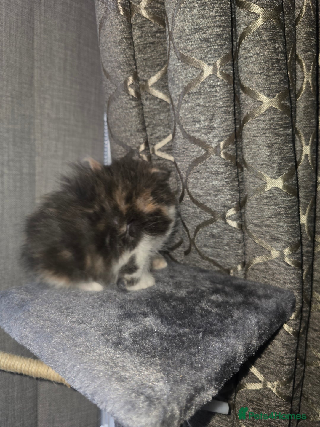 Mixed Breed cats for sale: Mix breed kittens  - Image 7