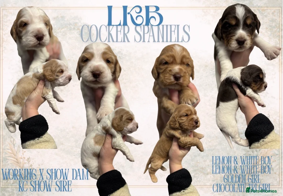 Cocker Spaniel dogs for sale: ✨ Cocker Spaniel Puppies ✨ - Advert 2