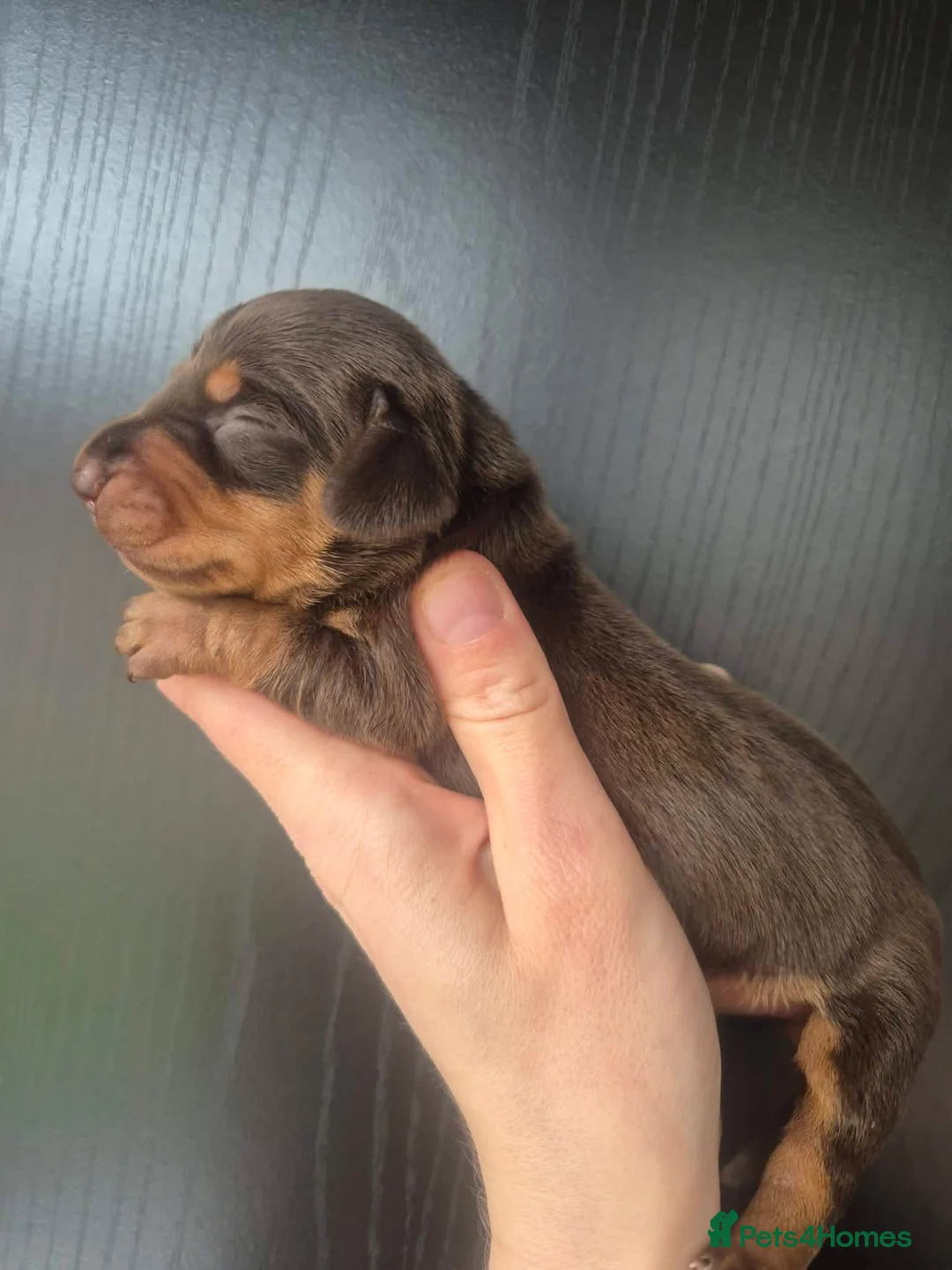 Miniature Dachshund dogs for sale: Miniature Dachshund  - Advert 2