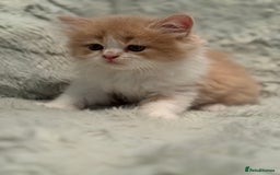 Persian cats for sale: Last stunning persian boy - Image 8