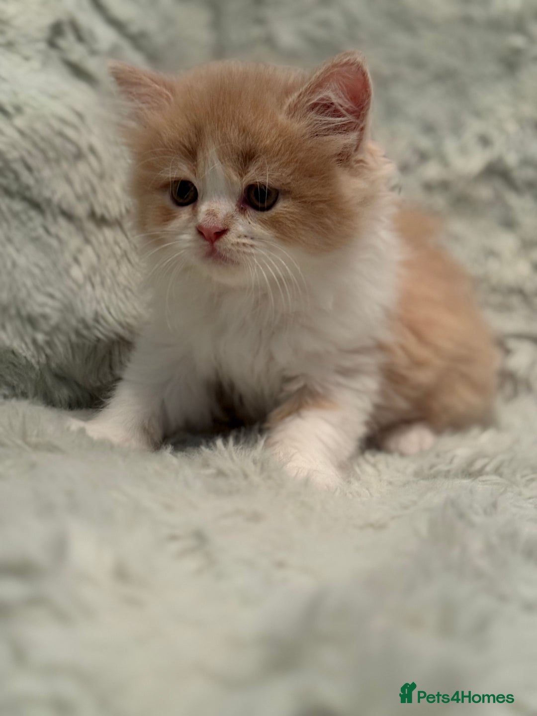 Persian cats for sale: Last stunning persian boy - Image 8