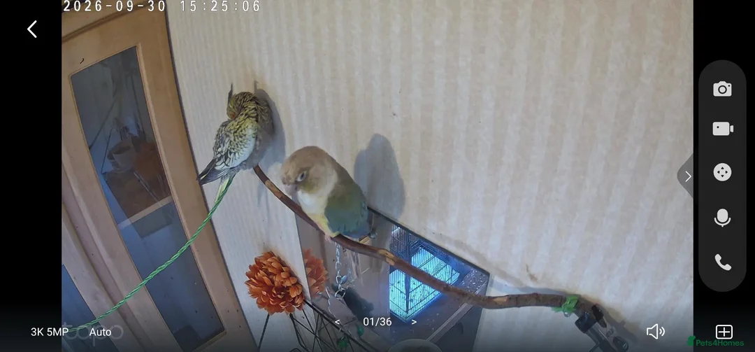 Cockatiels birds for sale: Conure and cocktiel tame both  in Northolt - Advert 1