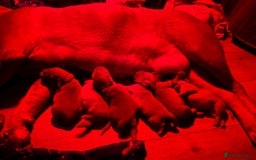Dogue De Bordeaux dogs for sale: 6 stunning chunky Douge de Bordeux pups - Image 36