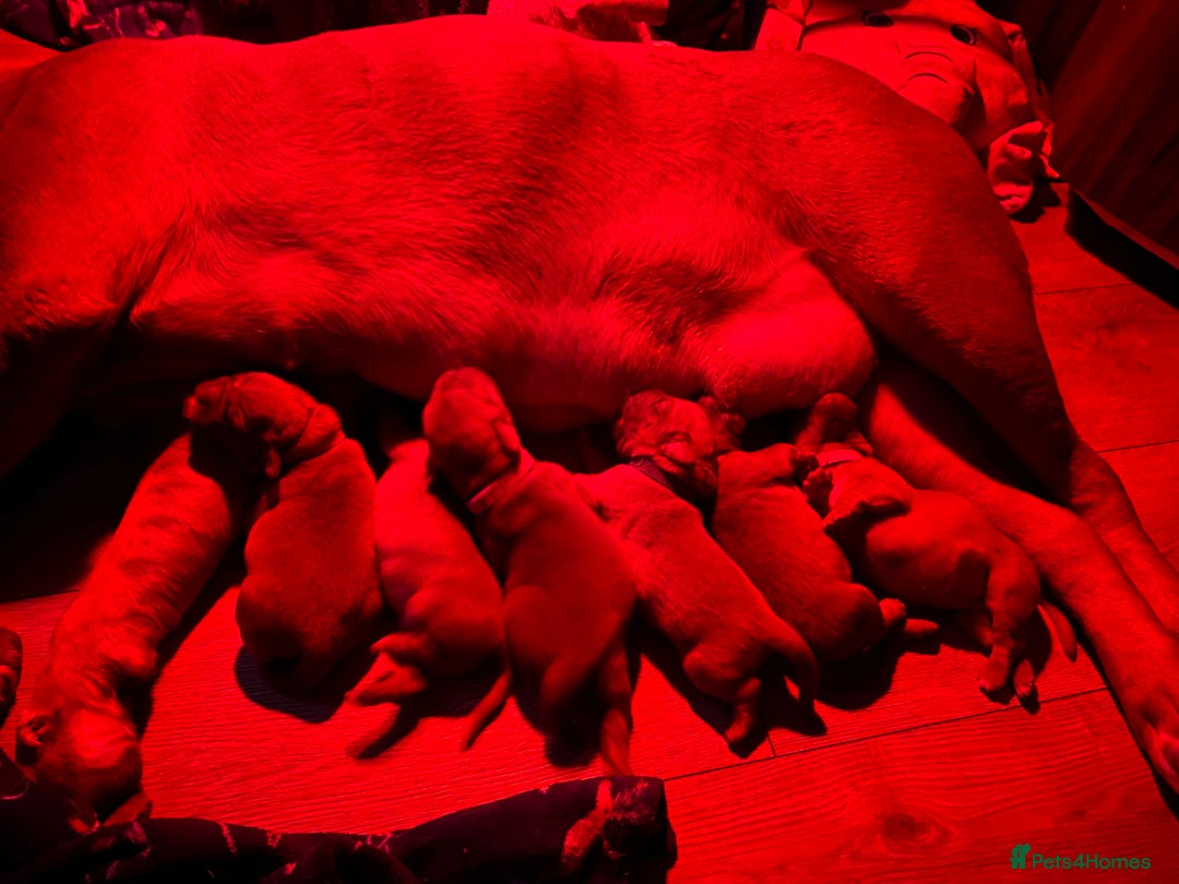 Dogue De Bordeaux dogs for sale: 6 stunning chunky Douge de Bordeux pups - Image 36