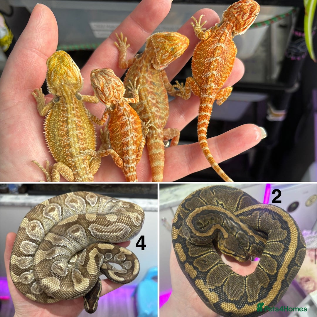 Mixed Breed reptiles for sale: Royal Pythons & Bearded Dragon Babies - Image 1