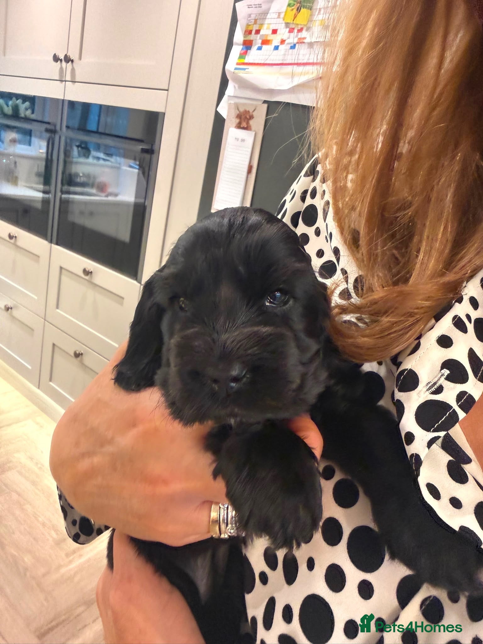Cocker Spaniel dogs for sale: Quality Show Cocker Spaniels - Advert 1