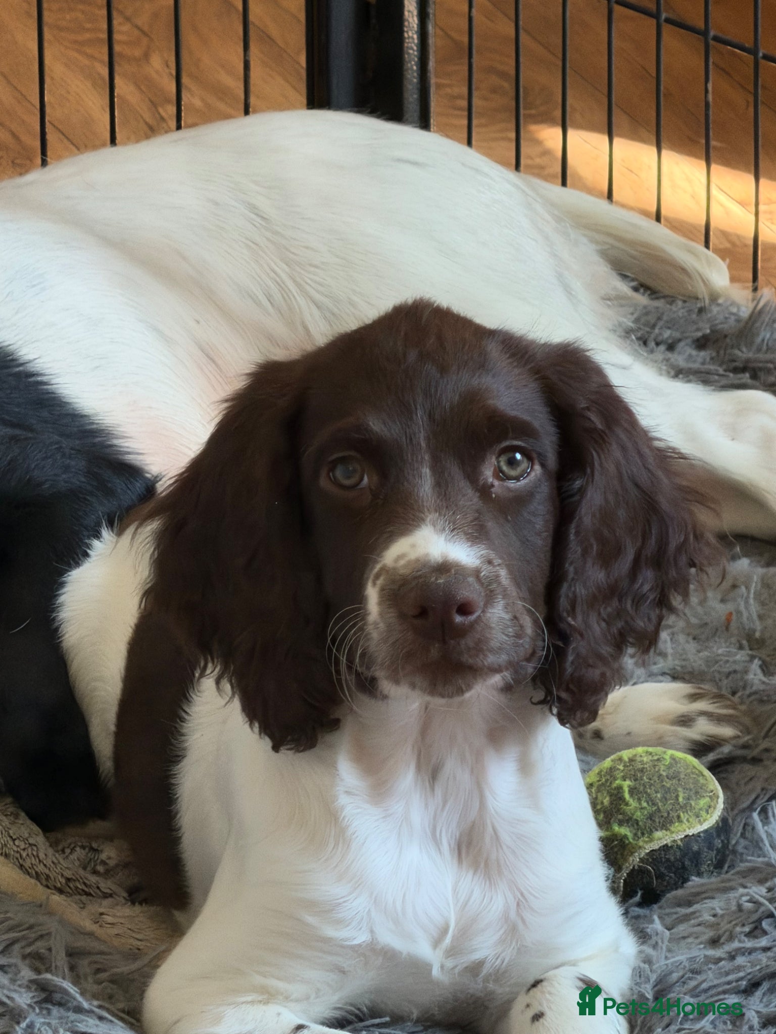 English Springer Spaniel dogs Last boy KC Registered Working Springer Spaniel - Advert 2