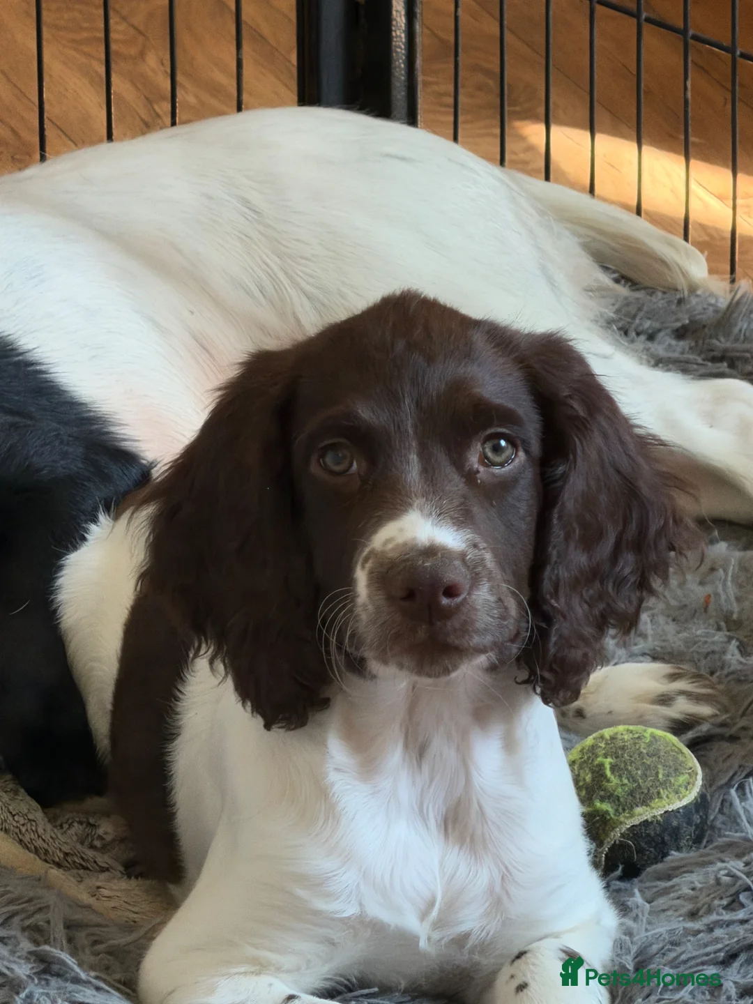 English Springer Spaniel dogs for sale: Last boy KC Registered Working Springer Spaniel - Advert 1