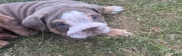 English Bulldog dogs for sale: 🐾 two females english Bulldog pups 🐾 - Advert 17