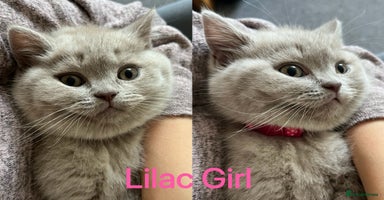 British Shorthair cats - Advert 11