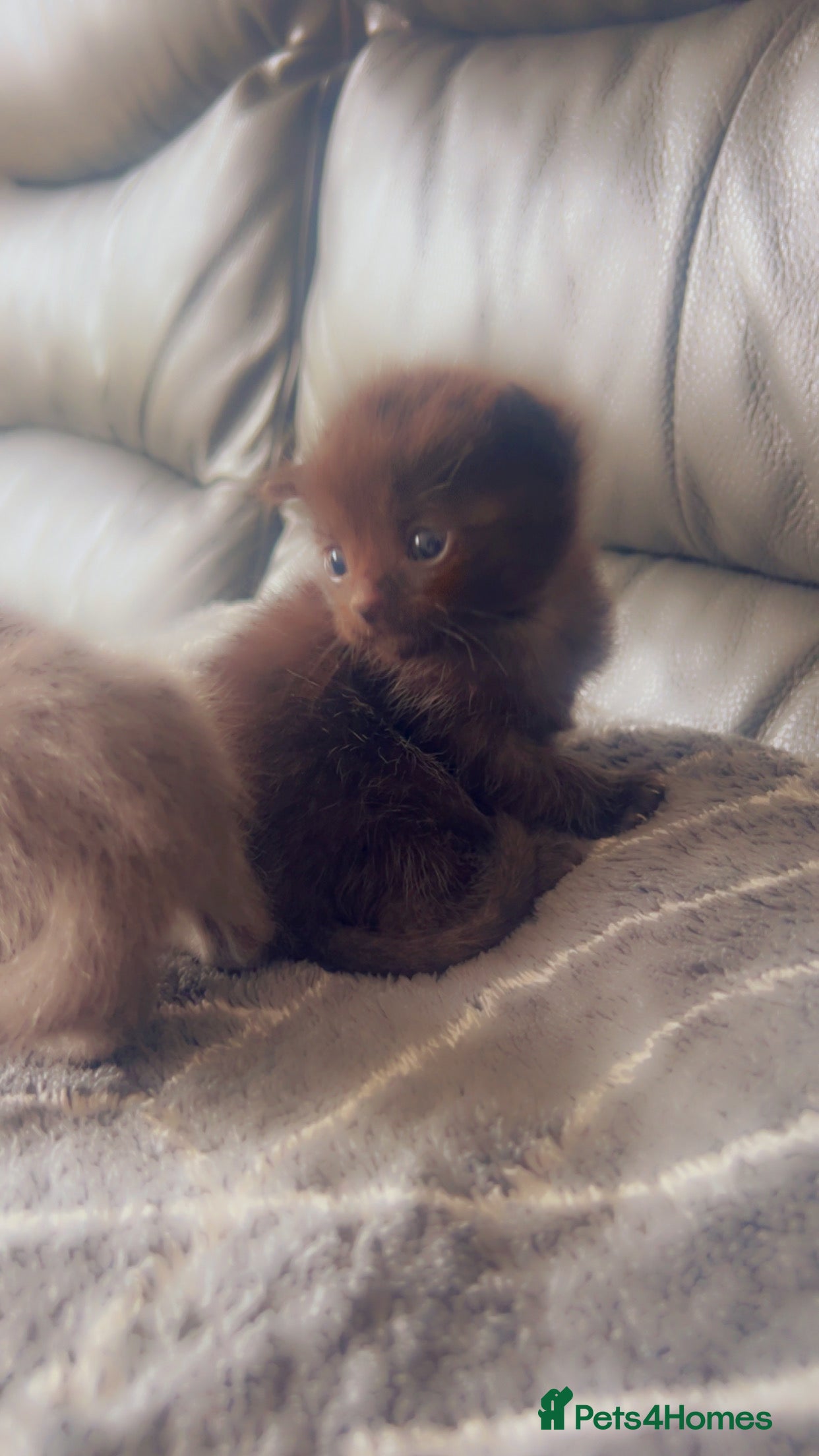 Mixed Breed cats Kittens  - Advert 13