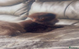 Mixed Breed cats for sale: Kittens  - Image 1