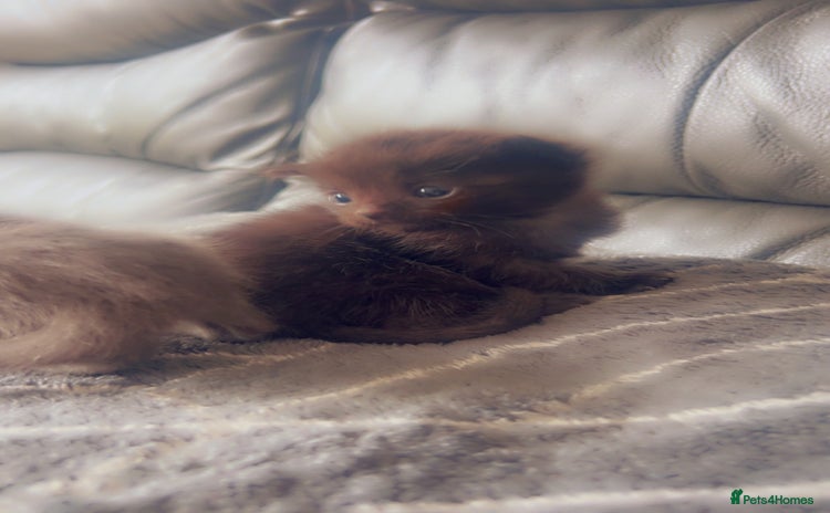 Mixed Breed cats for sale - Advert 1