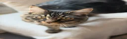 Maine Coon cats for sale: Maine coon cross male  - Advert 3