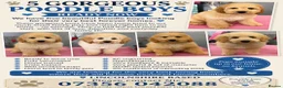 Miniature Poodle dogs for sale: Male KC Miniature Poodles, DNA tested,  0% co eff  - Advert 1