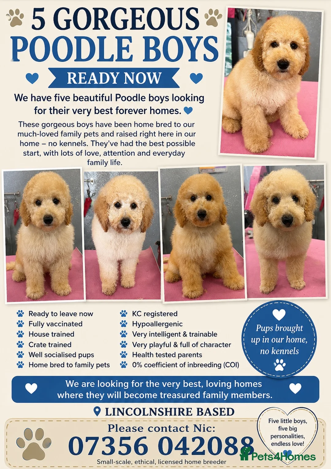 Miniature Poodle dogs for sale: Male KC Miniature Poodles, DNA tested,  0% co eff  - Advert 1