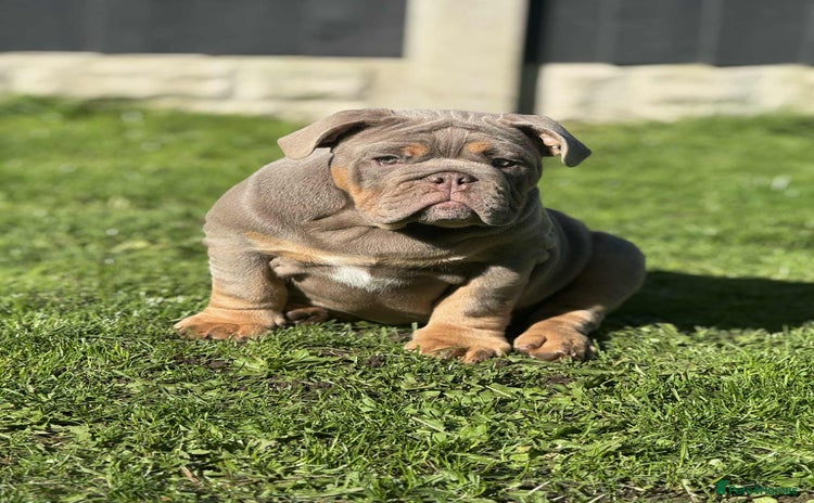 English Bulldog dogs - Advert 1