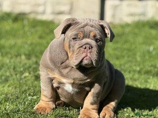 English Bulldog dogs - Advert 2