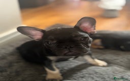 French Bulldog dogs for sale: 🐾 French Bulldog Puppies - Ready to go! 🐾 - Image 13