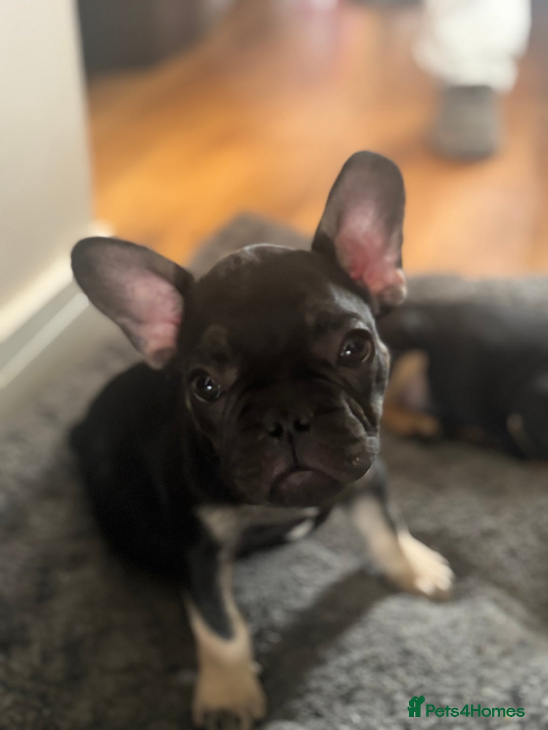 French Bulldog dogs for sale: 🐾 French Bulldog Puppies - Ready to go! 🐾 - Image 13