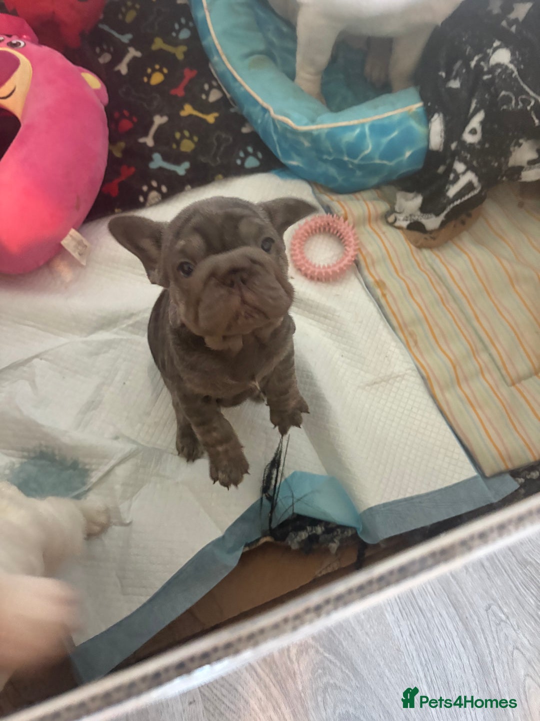 French Bulldog dogs for sale: Two French bulldogs  ** s - Image 5