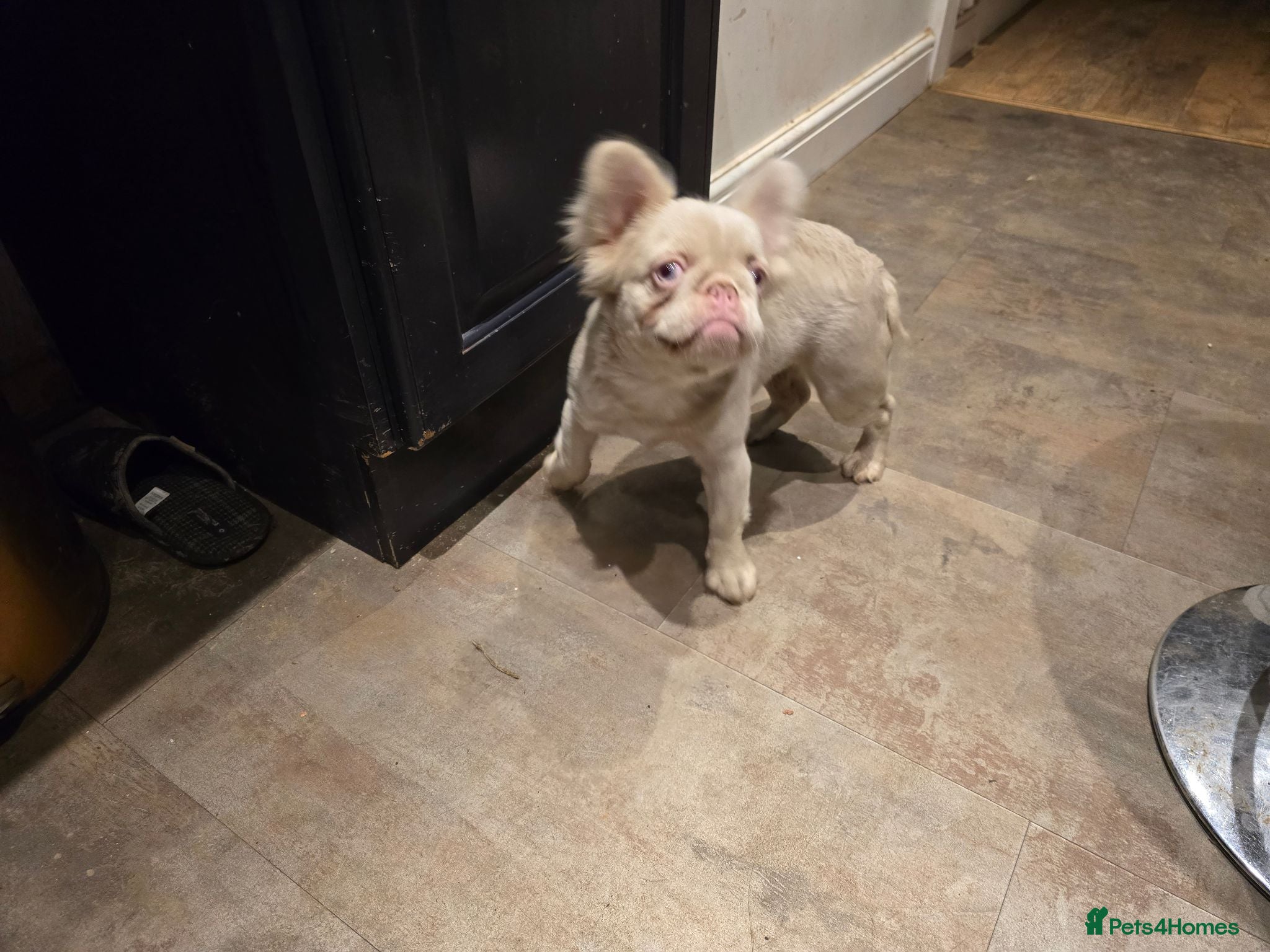 French Bulldog dogs Pink fluffy french bulldog - Advert 1