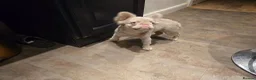 French Bulldog dogs for sale: Pink fluffy french bulldog - Advert 1