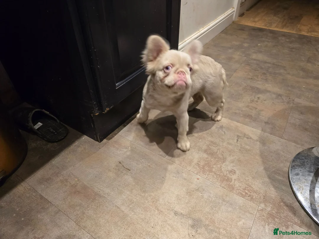French Bulldog dogs for sale: Pink fluffy french bulldog - Advert 1