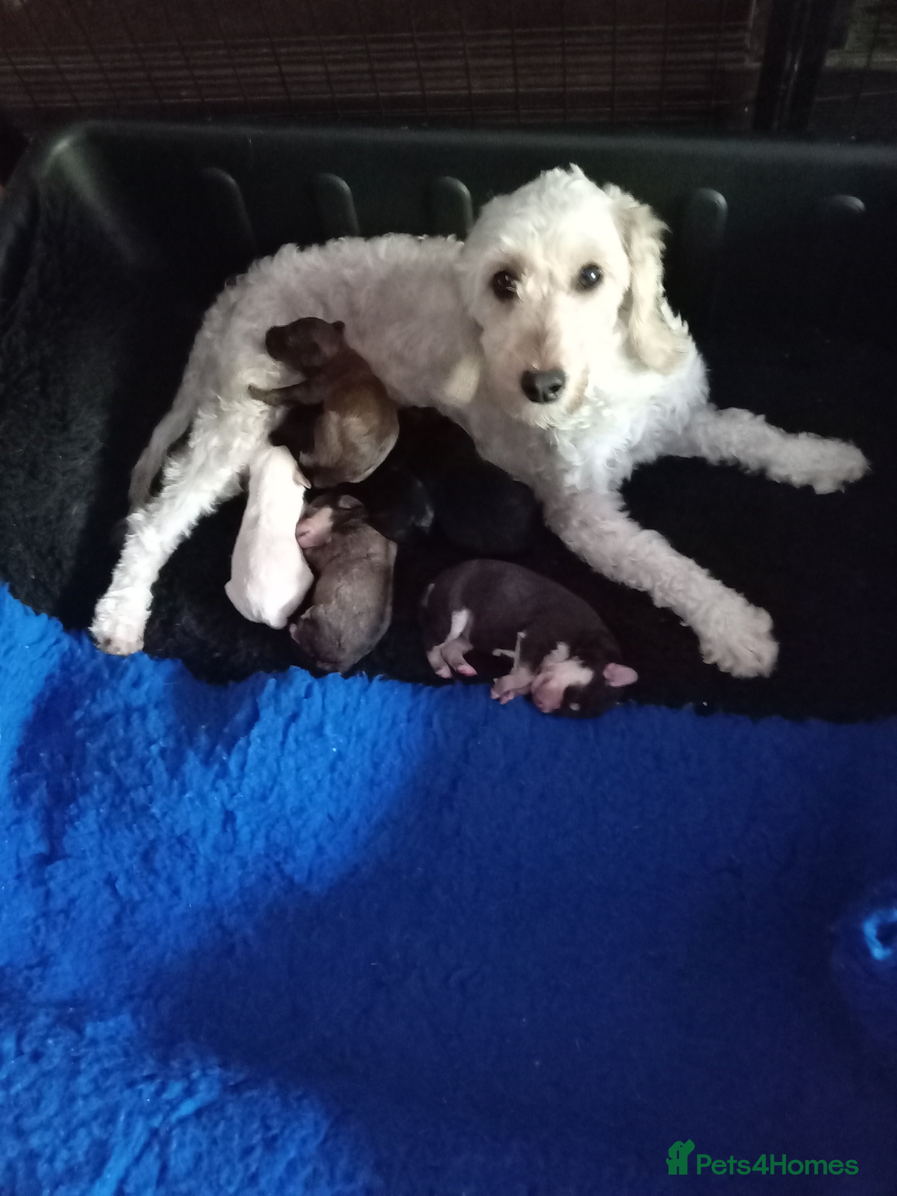 Mixed Breed dogs Cockapoo x jack Russell  - Advert 4