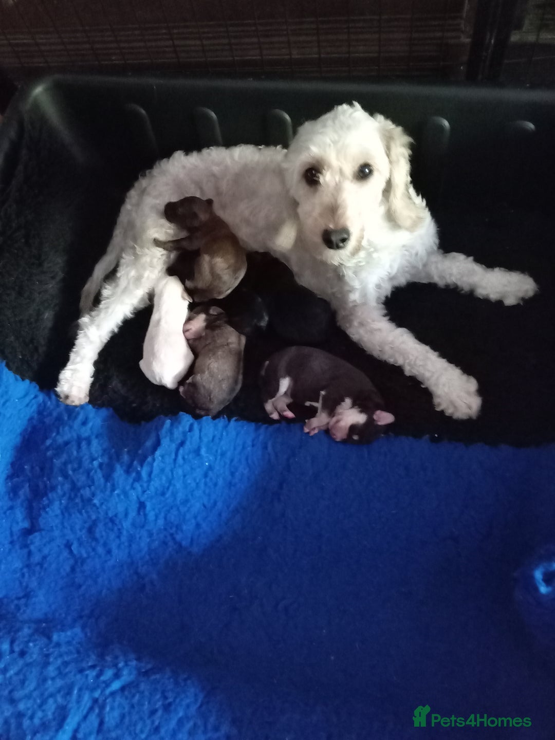 Mixed Breed dogs for sale: Male Pups  - Image 1