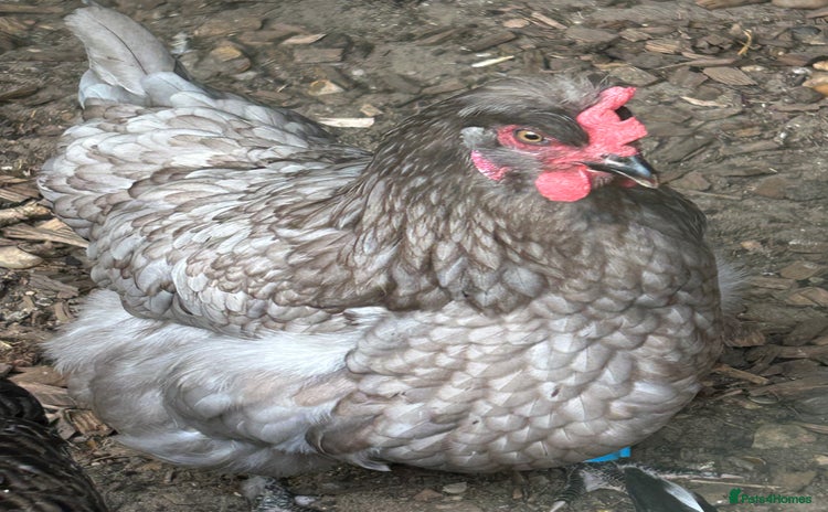 Chickens poultry - Advert 1