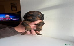 Miniature Dachshund dogs for sale: Miniature long haired dachshund puppies - Image 15