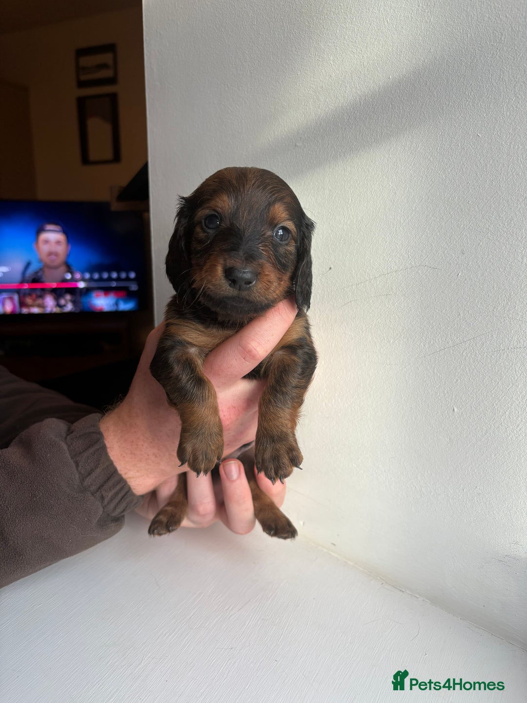 Miniature Dachshund dogs for sale: Miniature long haired dachshund puppies - Image 15