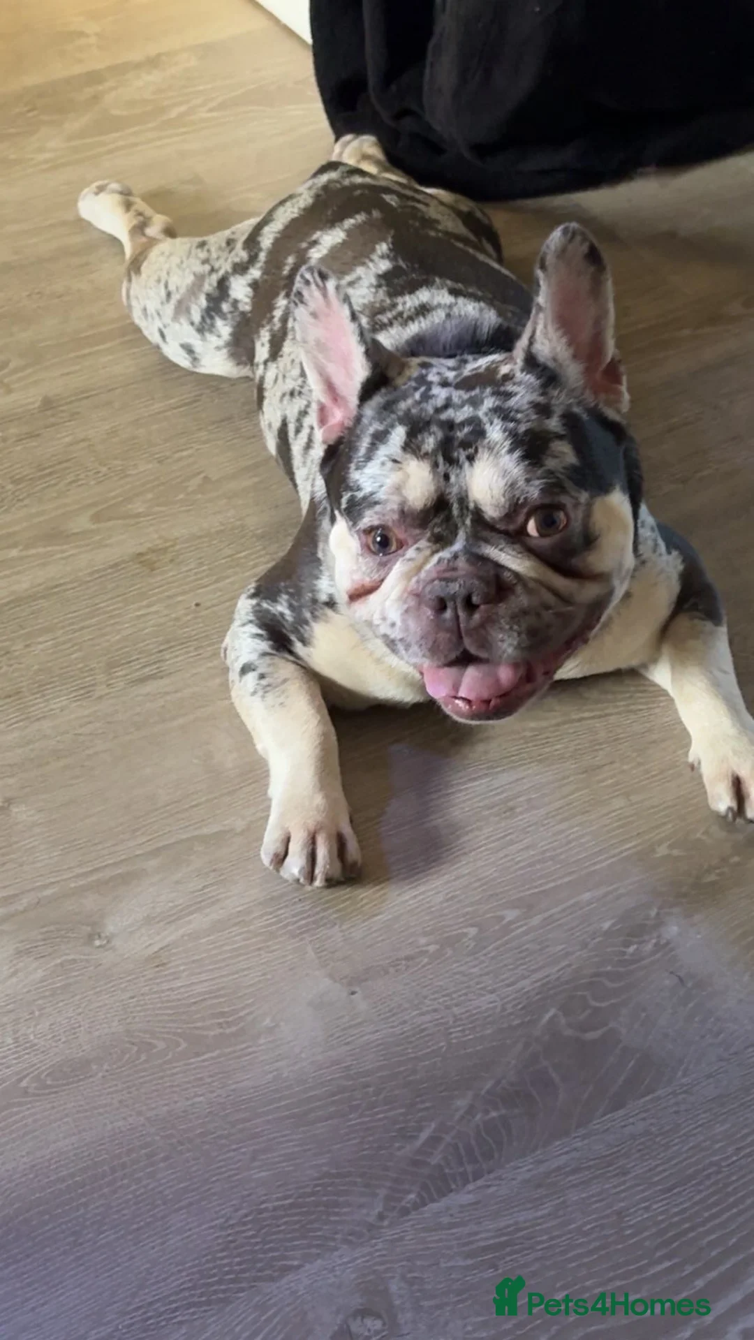 Mixed Breed dogs for sale: French Bulldog Cross in Basingstoke - Advert 2