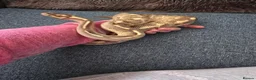 Python Snake reptiles for sale: Royal python for pet home complete set up - Advert 2