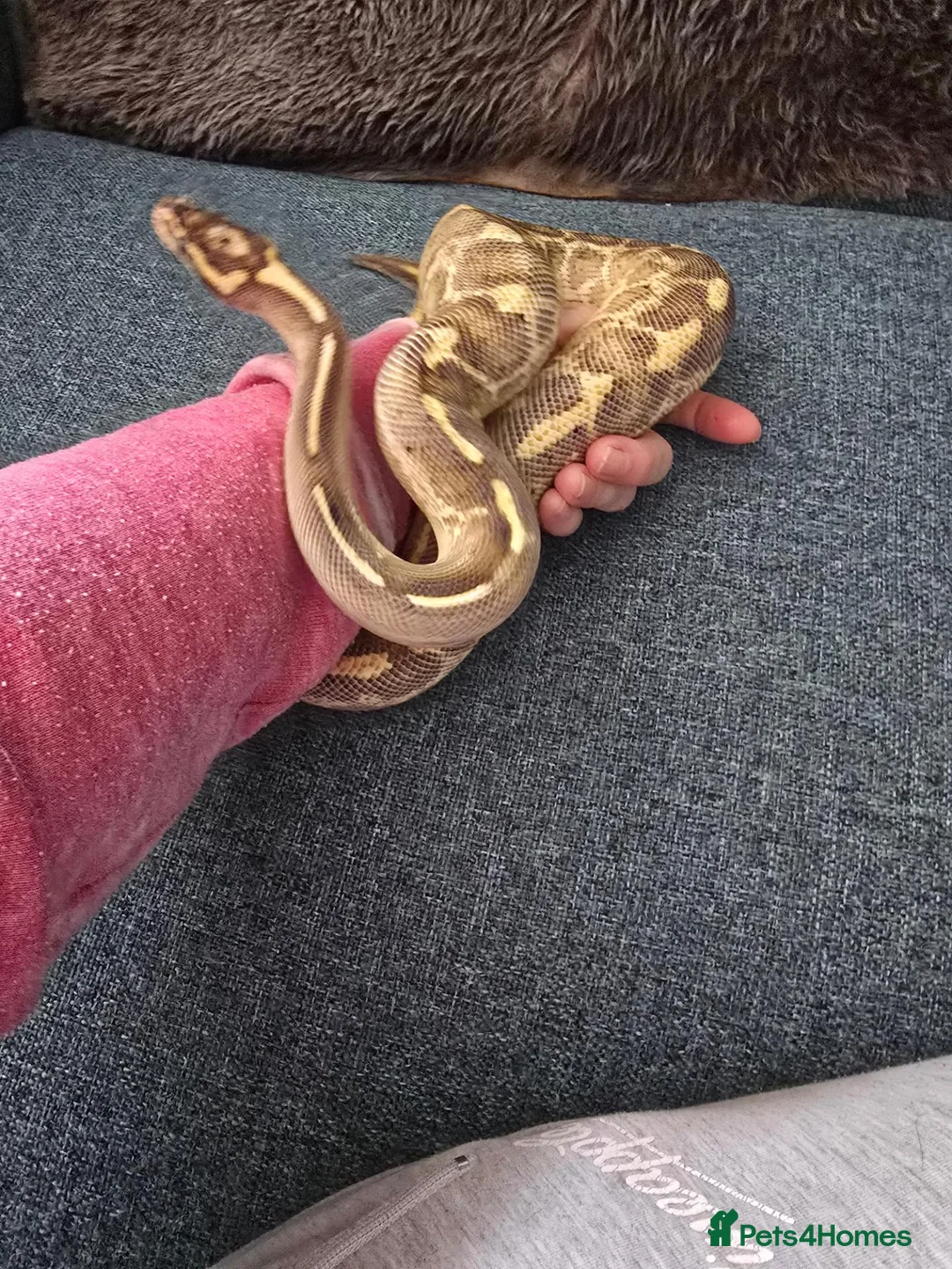 Python Snake reptiles for sale: Royal python for pet home complete set up - Advert 2