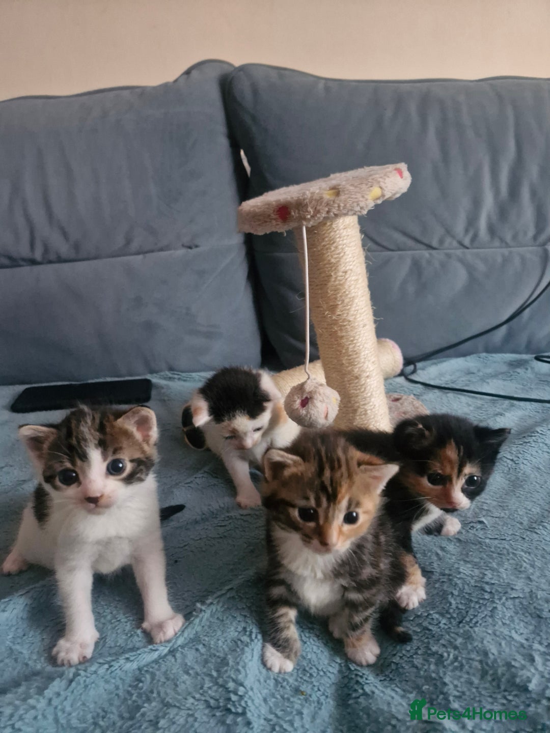 Mixed Breed cats for sale: 4 kittens for sale - Image 3