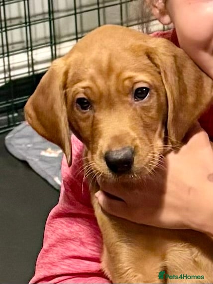 Labrador Retriever dogs Stunning KC registered working lab puppies  - Advert 3