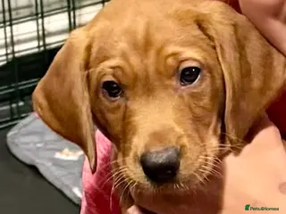 Labrador Retriever dogs Stunning KC registered working lab puppies - Advert 1