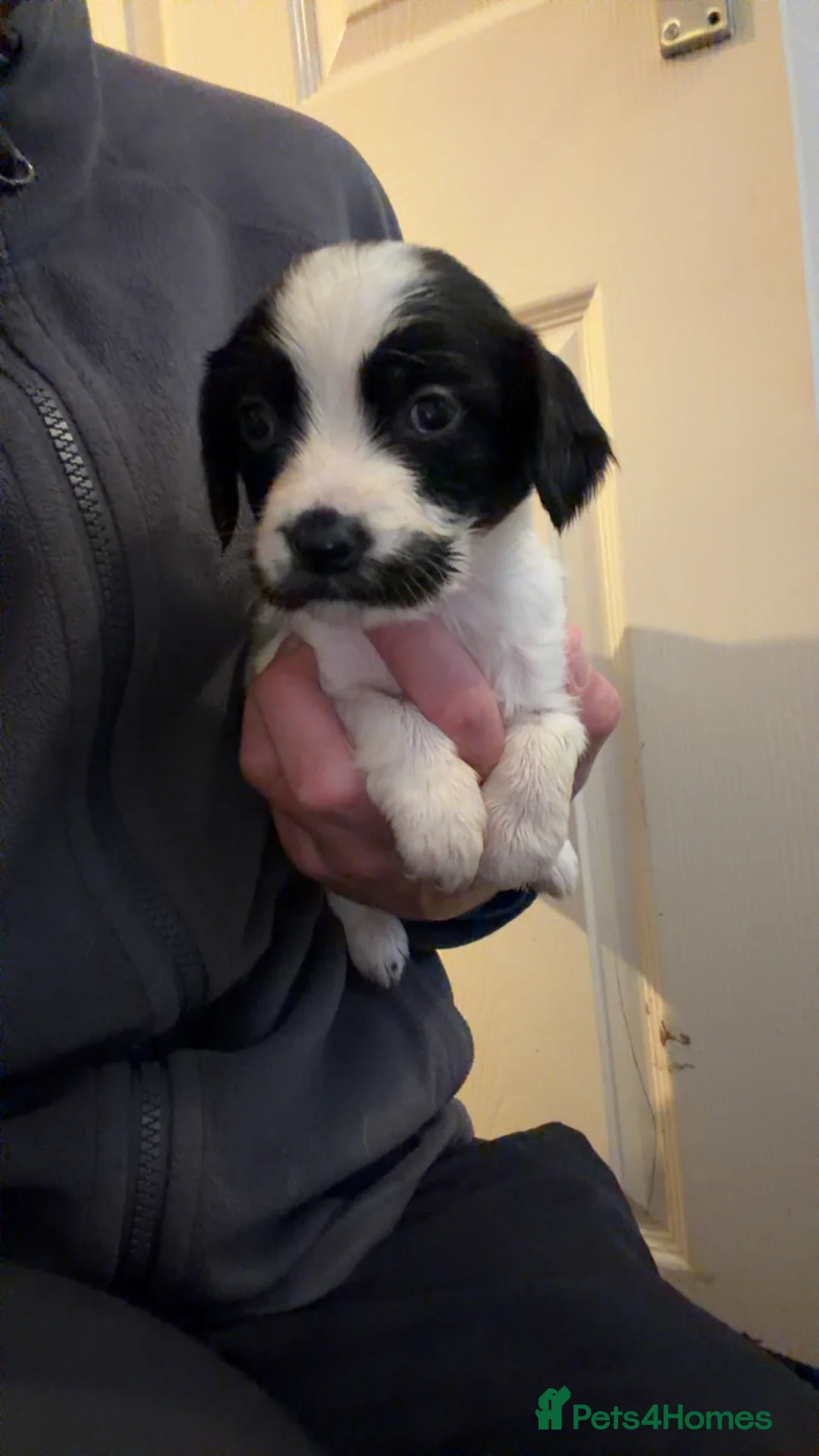 English Springer Spaniel dogs for sale: English springer spaniel - Advert 8