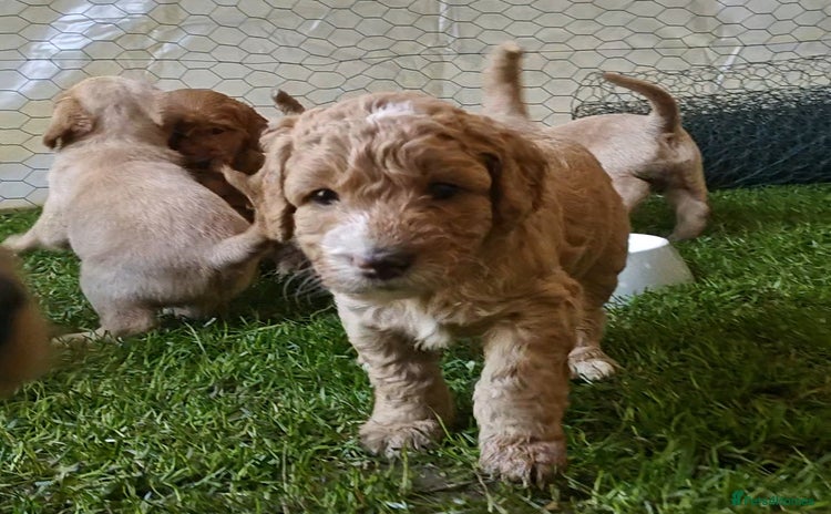 Mixed Breed dogs - Advert 1