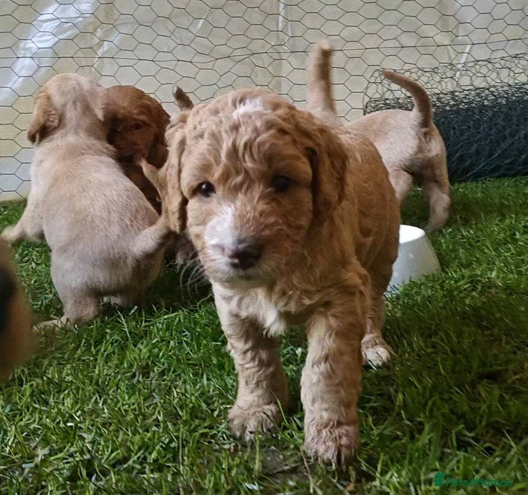 Mixed Breed dogs for sale: ✨Health Tested Australian Labradoodles ✨ - Image 8
